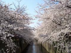 中目黒駅近くにあるレンタルスタジオ 近くにある目黒川の桜