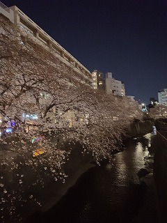 中目黒駅近くにあるレンタルスタジオ 近くにある目黒川の桜